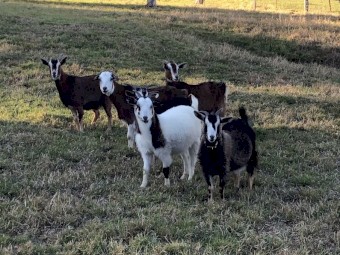Australia Miniature goats 