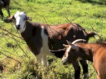 Australia Miniature goats 