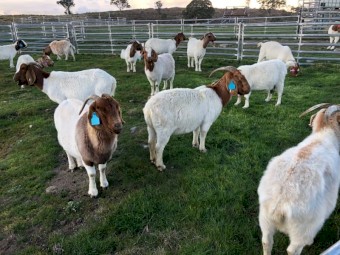 Boer goats for sale