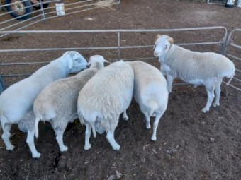 White dorper ewes and lambs for sale