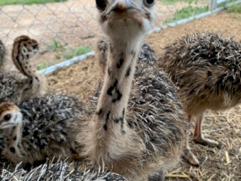 Ostrich birds and chicks for sale.