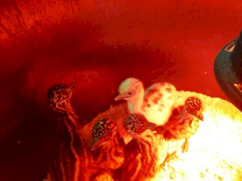 Emu chicks for sale