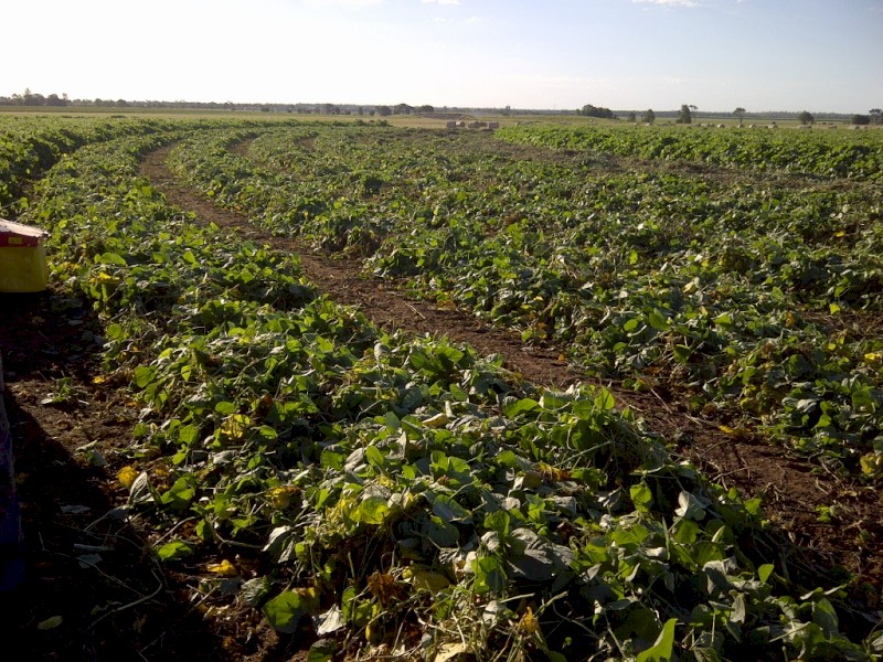 Lab lab large square bales