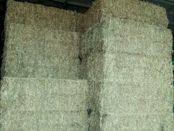 Lab lab large square bales