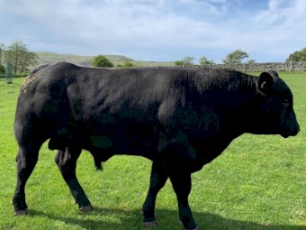 Exceptional Aberdeen Angus Bull - Zeus, A True Champion of the Breed