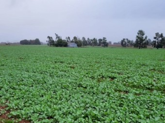 International 511 Combine 24 run