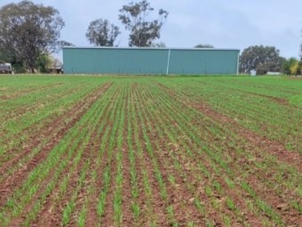 International 511 Combine 24 run