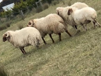 Pasture raised pure breed Awassi sheep for sale