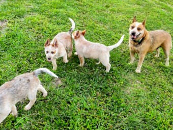 Pure Bred Cattle Dog Pups