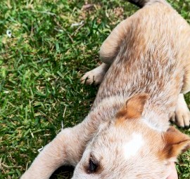 Pure Bred Cattle Dog Pups