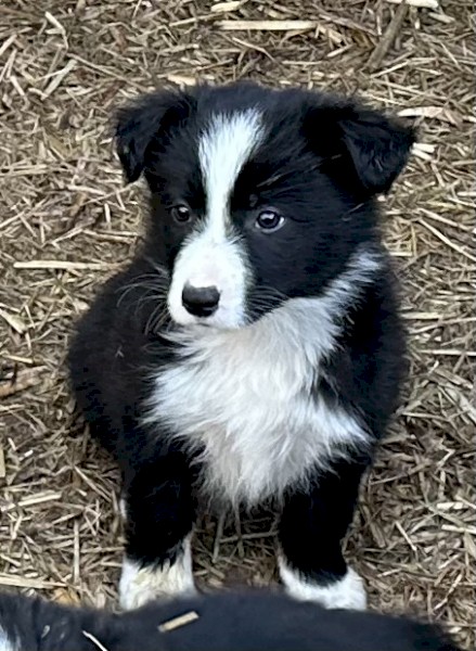Kildare Border Collies, Donald Vic - Pure Bred puppies for sale