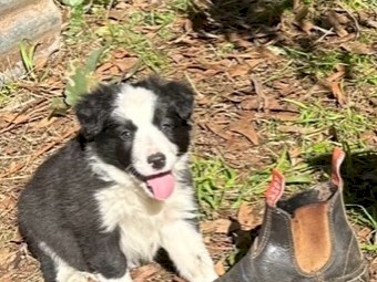 Kildare Border Collies, Donald Vic - Pure Bred puppies for sale