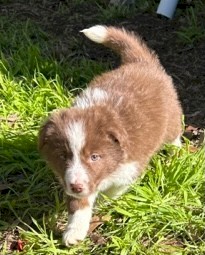 Kildare Border Collies, Donald Vic - Pure Bred puppies for sale
