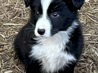 Kildare Border Collies, Donald Vic - Pure Bred puppies for sale