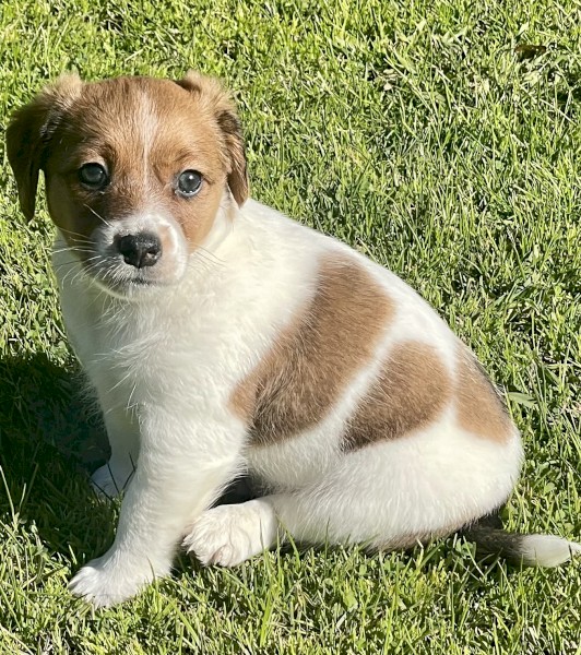 Beautiful, Strong and Healthy JR Pups. 