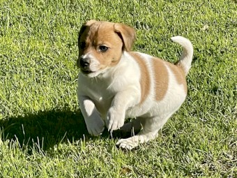 Beautiful, Strong and Healthy JR Pups. 