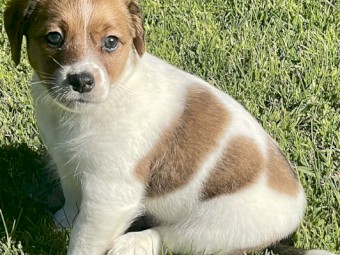 Beautiful, Strong and Healthy JR Pups. 