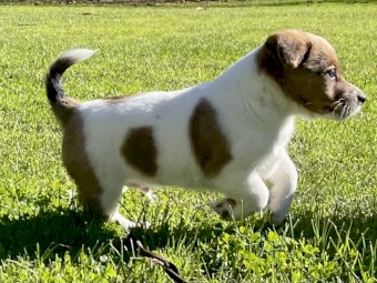 Beautiful, Strong and Healthy JR Pups. 