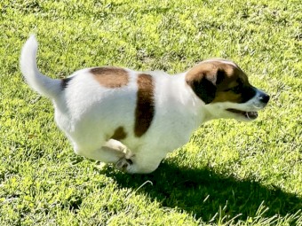 Beautiful, Strong and Healthy JR Pups. 