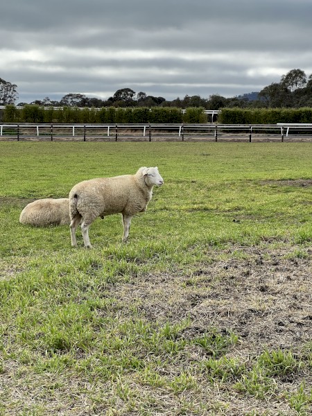 2021 White Suffolk Rams 