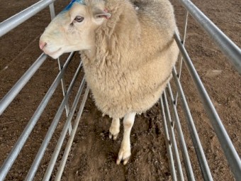 2021 White Suffolk Rams 