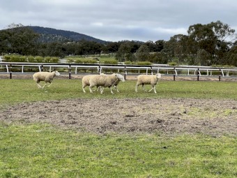 2021 White Suffolk Rams 