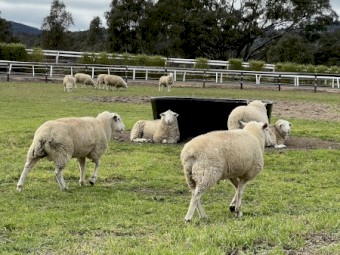 2021 White Suffolk Rams 