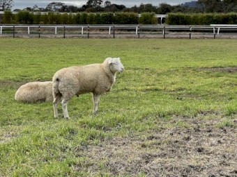 2021 White Suffolk Rams 