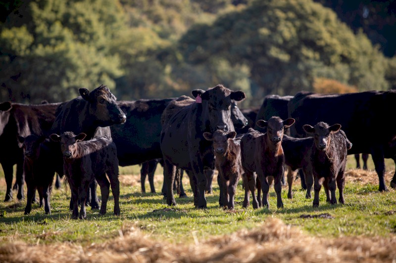 WANTED Lease Country