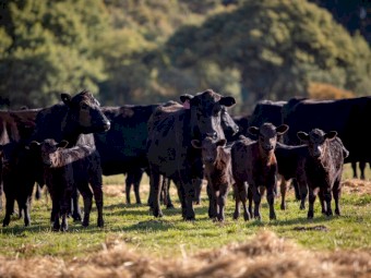 WANTED Lease Country