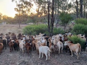 First X  Rangeland to Stud Kalahari with kids