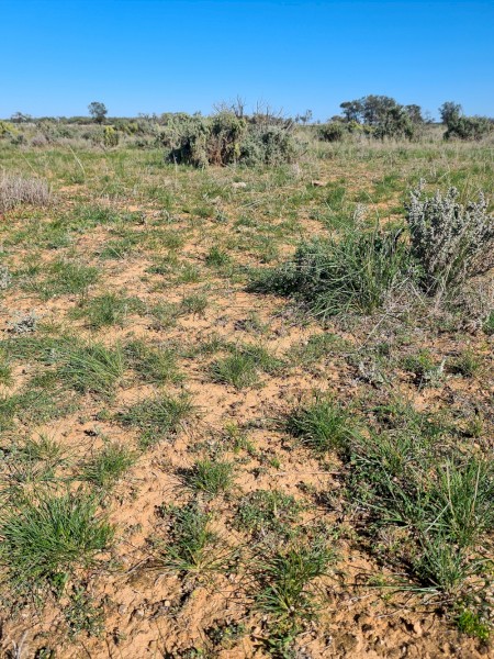 Three months agistment available for 1500 merino lambs