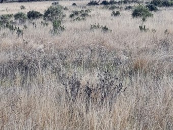 Three months agistment available for 1500 merino lambs