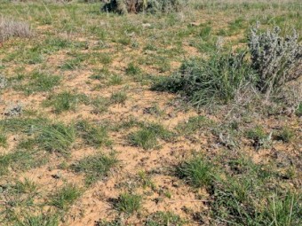 Three months agistment available for 1500 merino lambs