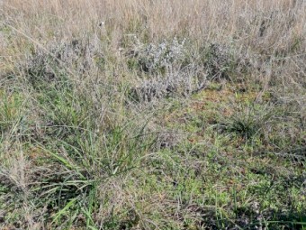 Three months agistment available for 1500 merino lambs