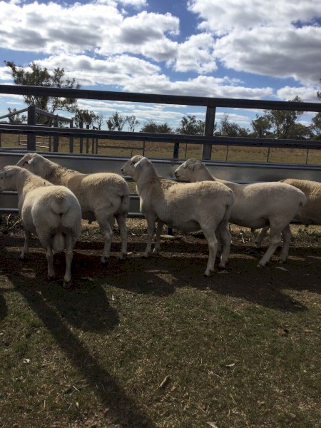 Australian White Rams