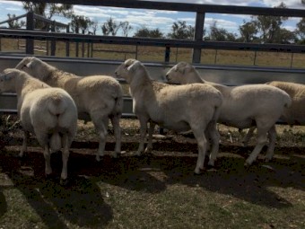 Australian White Rams