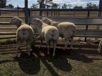 Australian White Rams