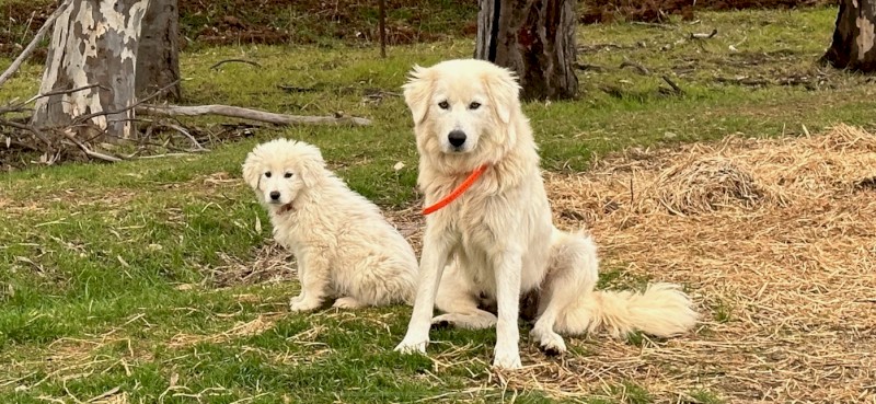 Maremma Pups for Sale