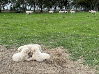 Maremma Pups for Sale