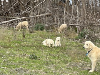 Maremma Pups for Sale