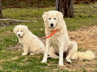 Maremma Pups for Sale