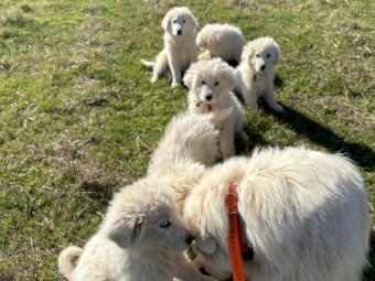 Maremma Pups for Sale