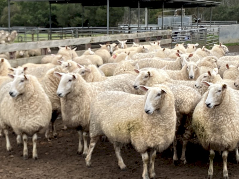 Border Leicester ewes