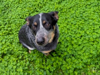 Blue Heeler pup