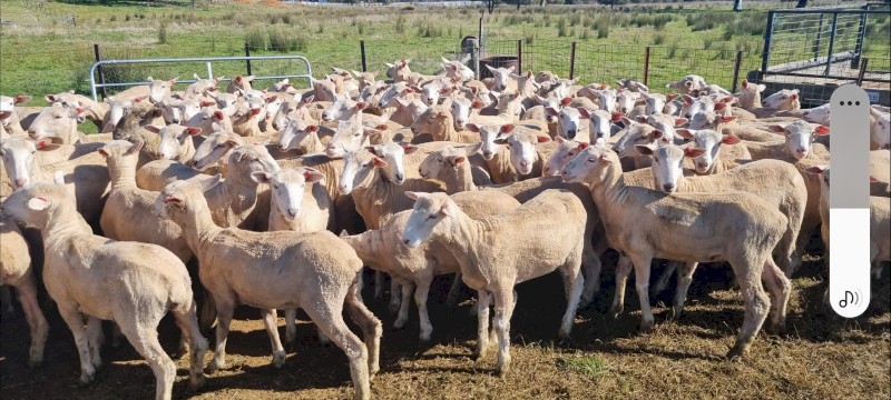 180 1st X Border Merino Ewe Lambs