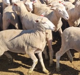 180 1st X Border Merino Ewe Lambs