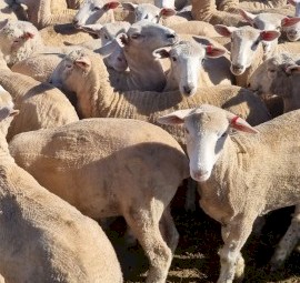 180 1st X Border Merino Ewe Lambs