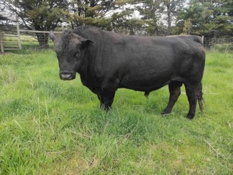 Angus Bull