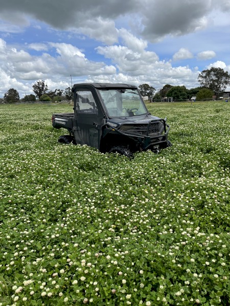 2022 clover hay